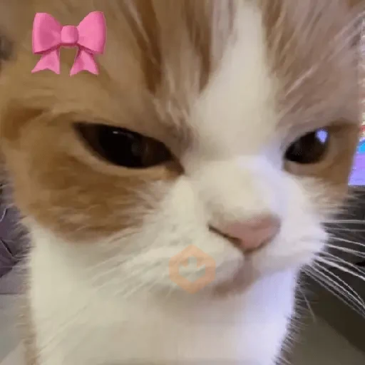 AMOR DE GATITOS 💖🩷 sticker 17