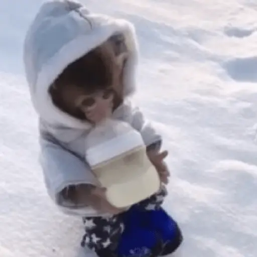 Changuitos Con Frío 🥶