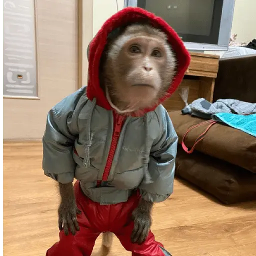 Changuitos Con Frío 🥶