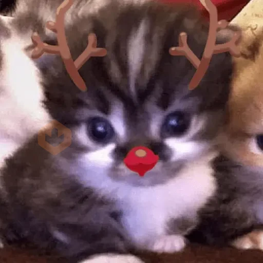 🎄🐱 Navidad Gatos 🐱 🎄 sticker 15