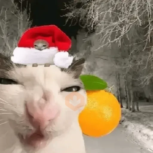 🎄🐱 Navidad Gatos 🐱 🎄 sticker 12