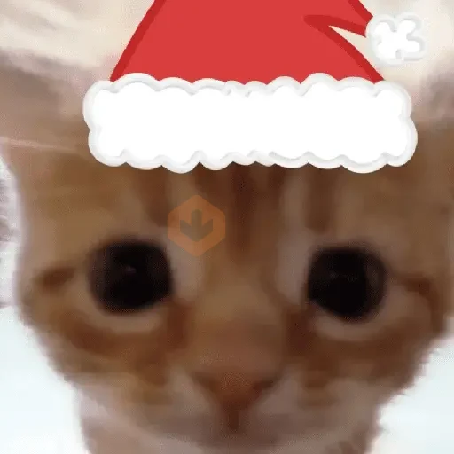 🎄🐱 Navidad Gatos 🐱 🎄 sticker 18
