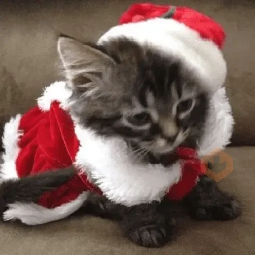 🎄🐱 Navidad Gatos 🐱 🎄 sticker 11