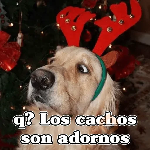 🧿Navidad Memes🎄✨🎁 sticker 19