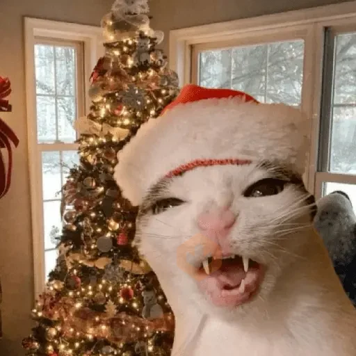 Memes Navidad-DinDinDon🗣️🎄🎁✨ sticker 16