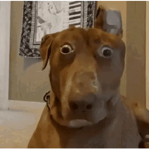 🌀⚡ PERROS Tiktok Viral 😎🌟  preview