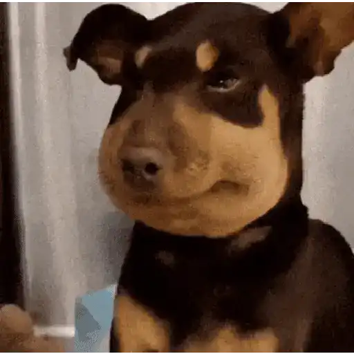 🌀⚡ PERROS Tiktok Viral 😎🌟  preview