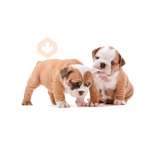 Lomitos (Perritos) de Internet sticker 16