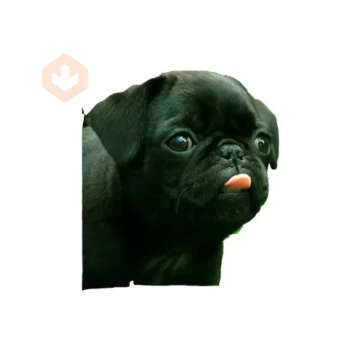 Lomitos (Perritos) de Internet sticker 13