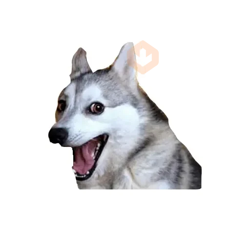 Lomitos (Perritos) de Internet sticker 15