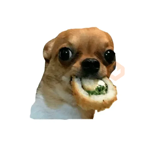 Lomitos (Perritos) de Internet sticker 20