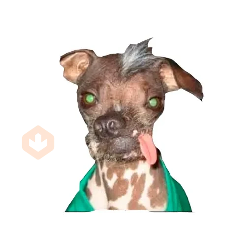 Lomitos (Perritos) de Internet sticker 14