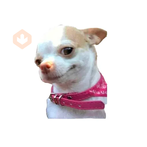 Lomitos (Perritos) de Internet sticker 19