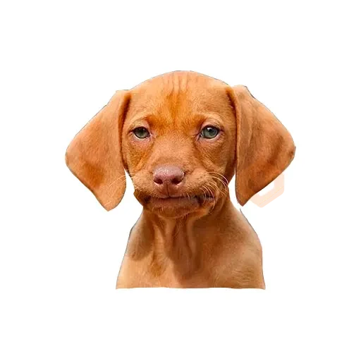 Lomitos (Perritos) de Internet sticker 11