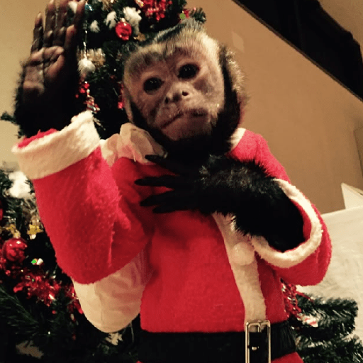 🐒🎄 Changos Monos Navidad 🎄🐒 preview