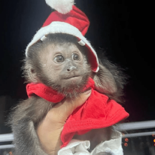 🐒🎄 Changos Monos Navidad 🎄🐒 preview