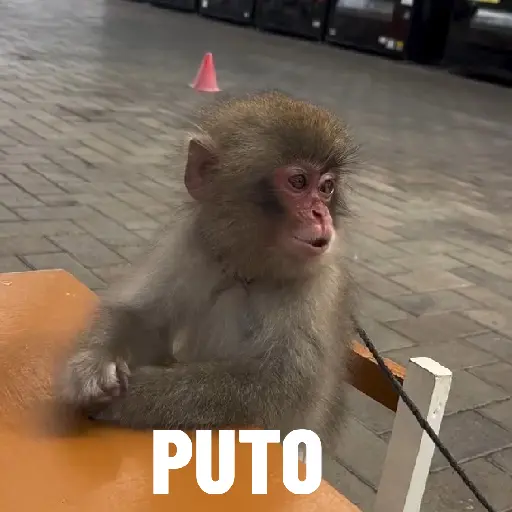 monitos bonitos 