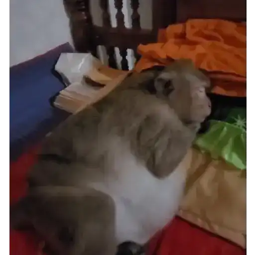 monitos bonitos 