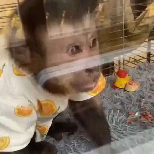 monitos bonitos 