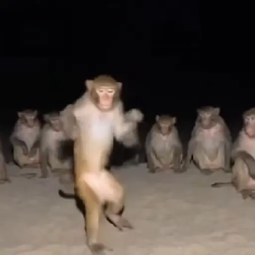 monitos bonitos 