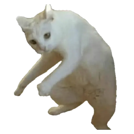 GATITUS