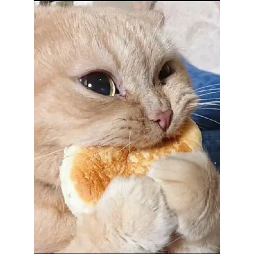 GATITUS