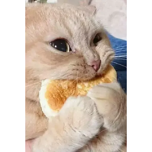 GATITUS