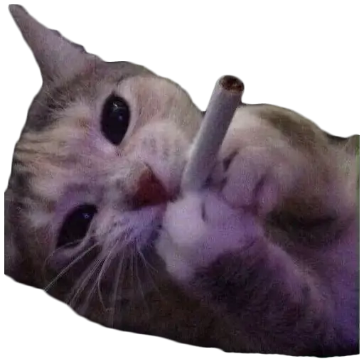 GATITUS