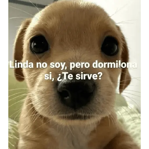 Po toma