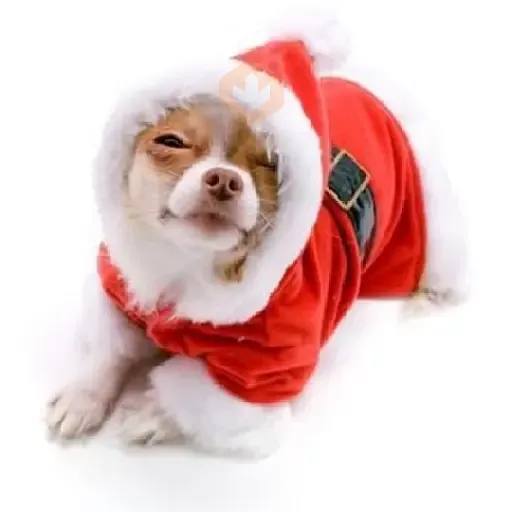 Navidad Chihuahua 🐾🎄✨ sticker 22