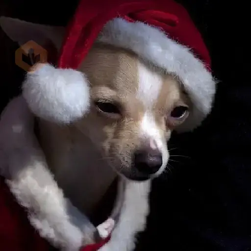 Navidad Chihuahua 🐾🎄✨ sticker 11