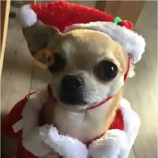 Navidad Chihuahua 🐾🎄✨ sticker 13