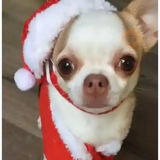 Navidad Chihuahua 🐾🎄✨ sticker 15