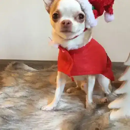 Navidad Chihuahua 🐾🎄✨ sticker 14