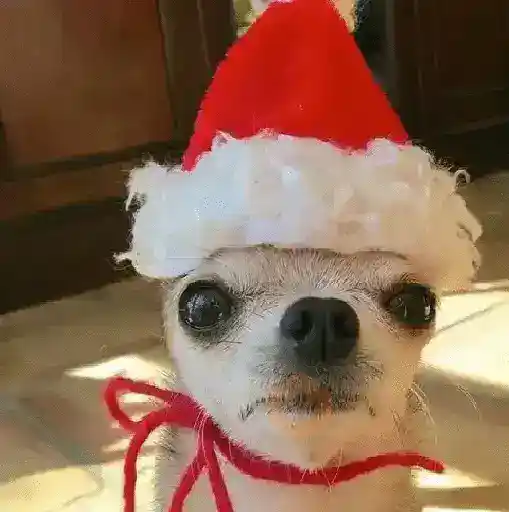 Navidad Chihuahua 🐾🎄✨ sticker 21