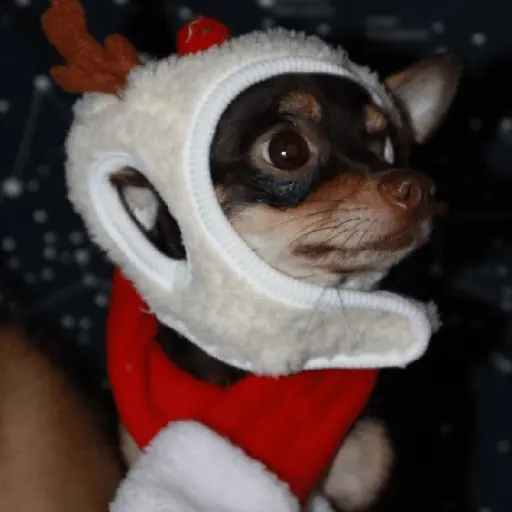 🐶🎄🐶 Perro modo Navidad 🐶🎄🐶