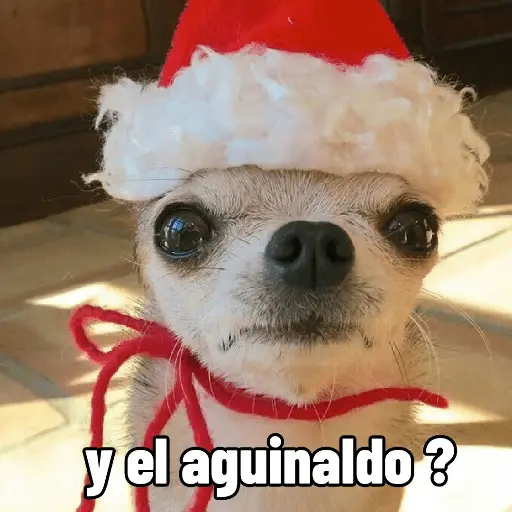 🐶🎄🐶 Perro modo Navidad 🐶🎄🐶
