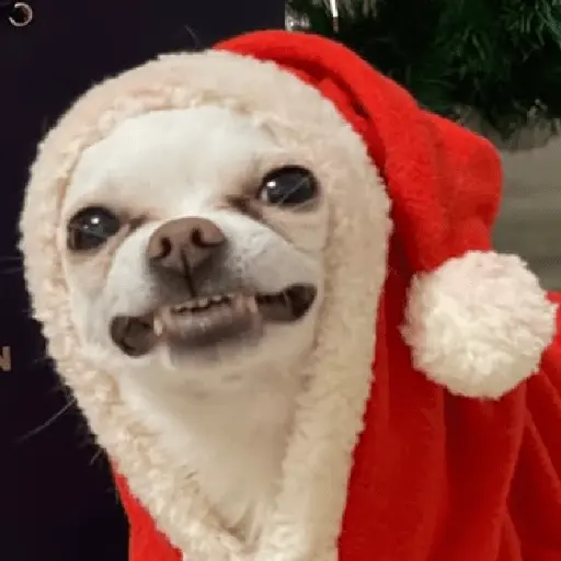 🐶🎄🐶 Perro modo Navidad 🐶🎄🐶