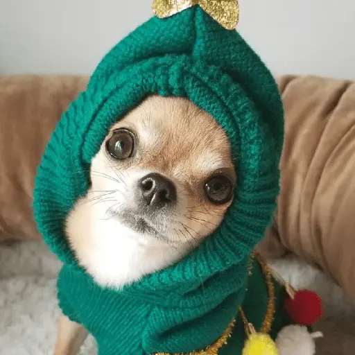 🐶🎄🐶 Perro modo Navidad 🐶🎄🐶