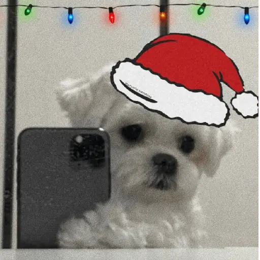 🐶🎄🐶 Perro modo Navidad 🐶🎄🐶