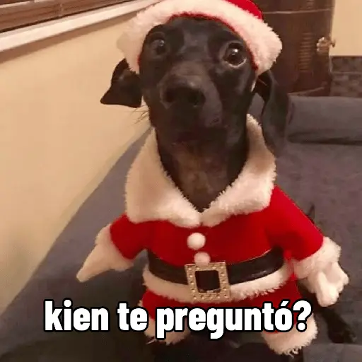 🐶🎄🐶 Perro modo Navidad 🐶🎄🐶