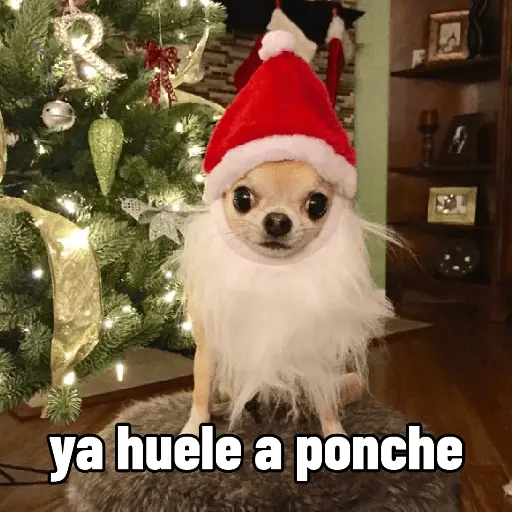 🐶🎄🐶 Perro modo Navidad 🐶🎄🐶