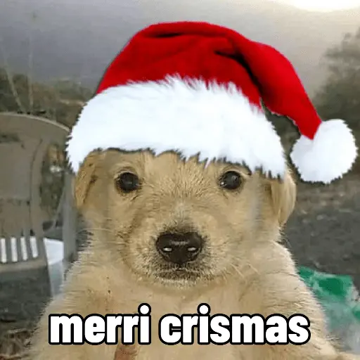 🐶🎄🐶 Perro modo Navidad 🐶🎄🐶