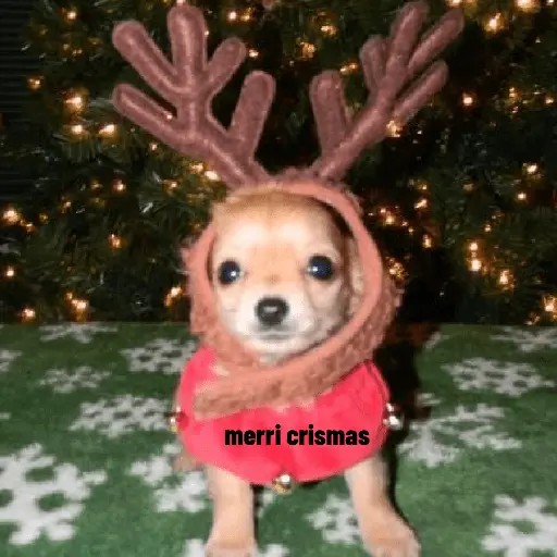 🐶🎄🐶 Perro modo Navidad 🐶🎄🐶