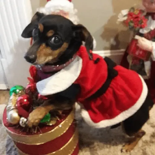 🐶🎄🐶 Perro modo Navidad 🐶🎄🐶