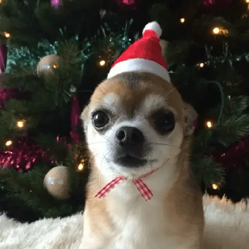 🐶🎄🐶 Perro modo Navidad 🐶🎄🐶