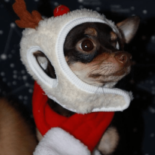 🐶🎄🐶 Perro modo Navidad 🐶🎄🐶 preview