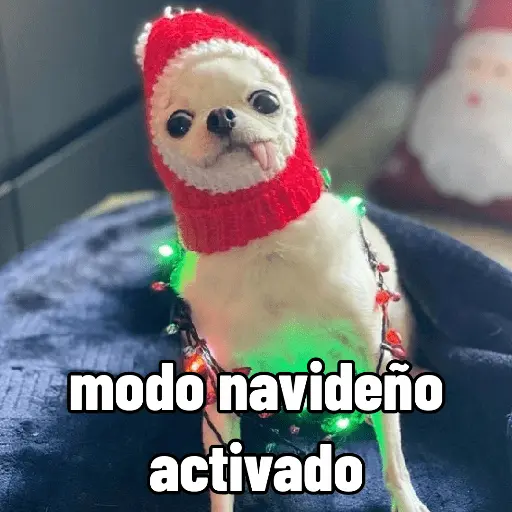 🐶🎄🐶 Perro modo Navidad 🐶🎄🐶