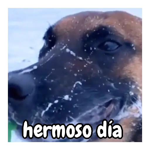 frío de perros 🥶🐕 preview