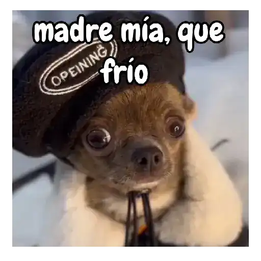 frío de perros 🥶🐕 preview